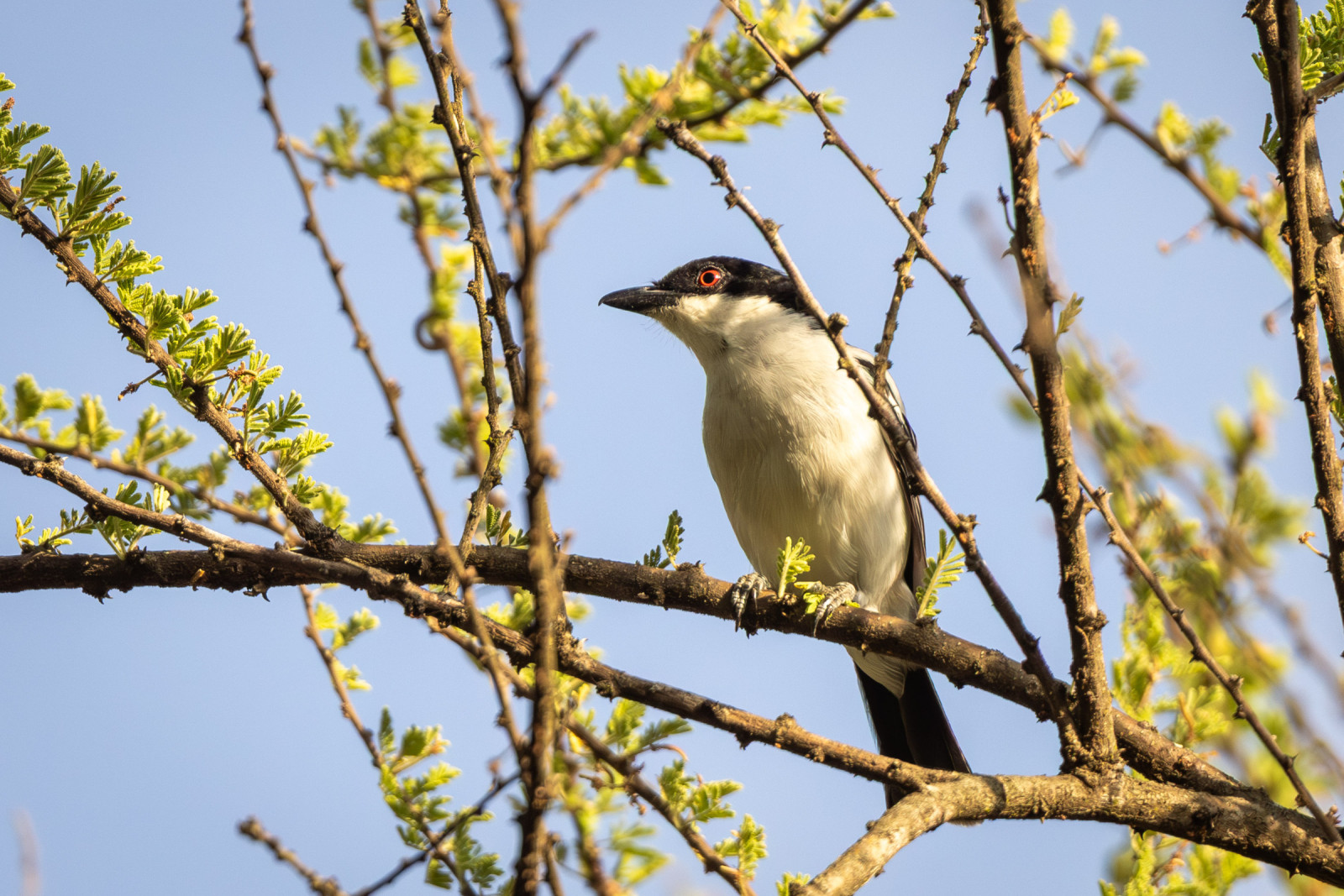 image Black-backed Puffback